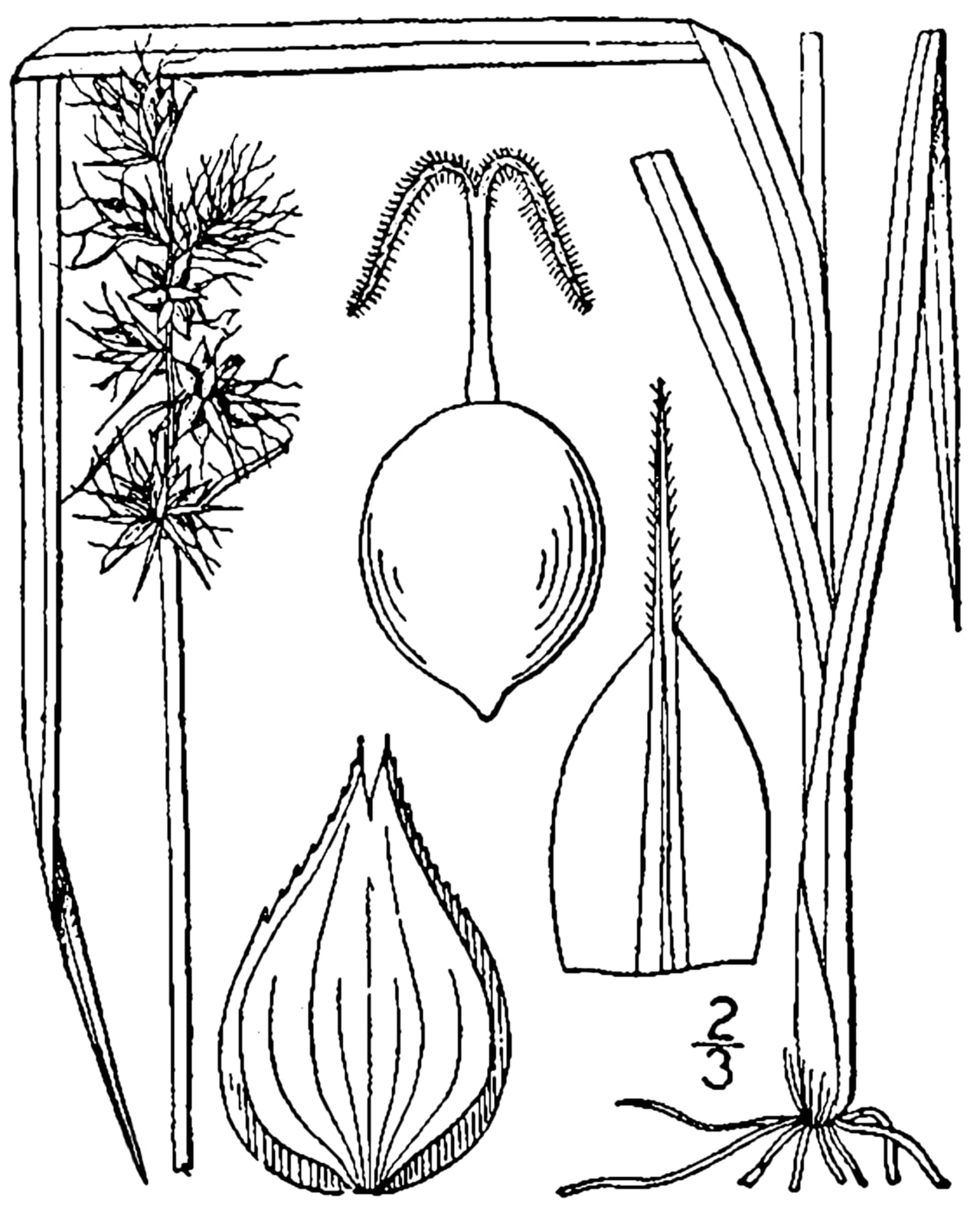 Muhlenberg's sedge (Carex muehlenbergii)