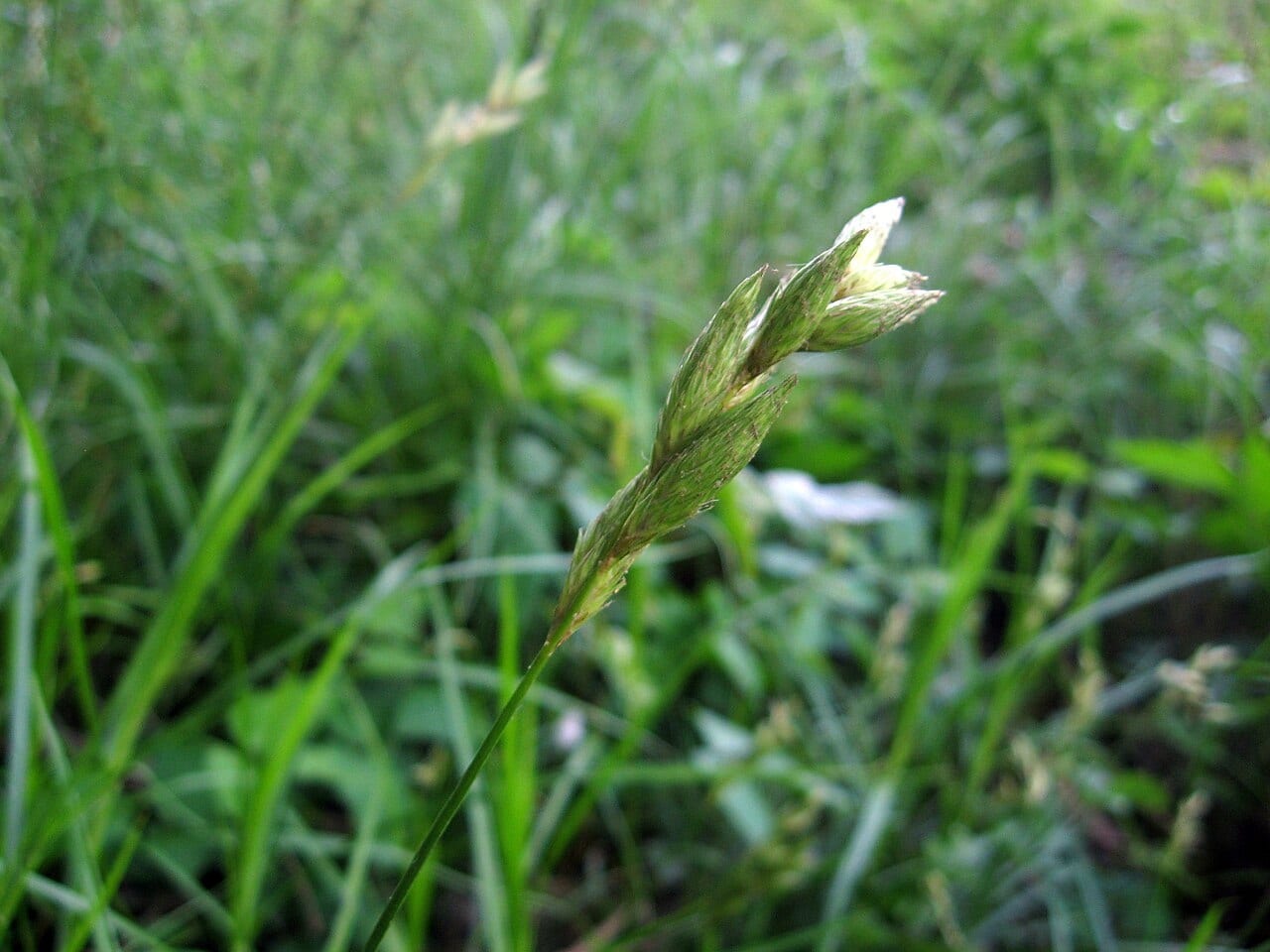 Muskingum sedge (Carex muskingumensis)