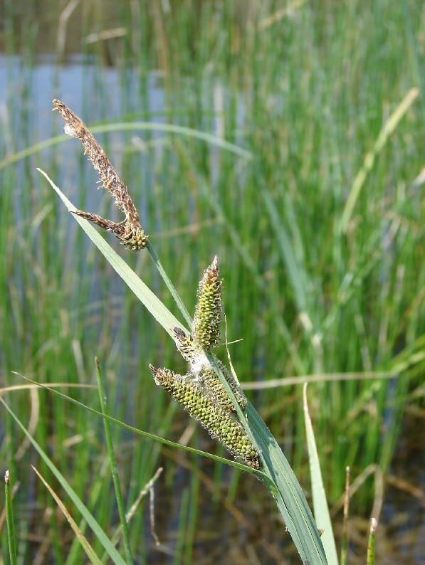 Nebraska sedge (Carex nebrascensis)