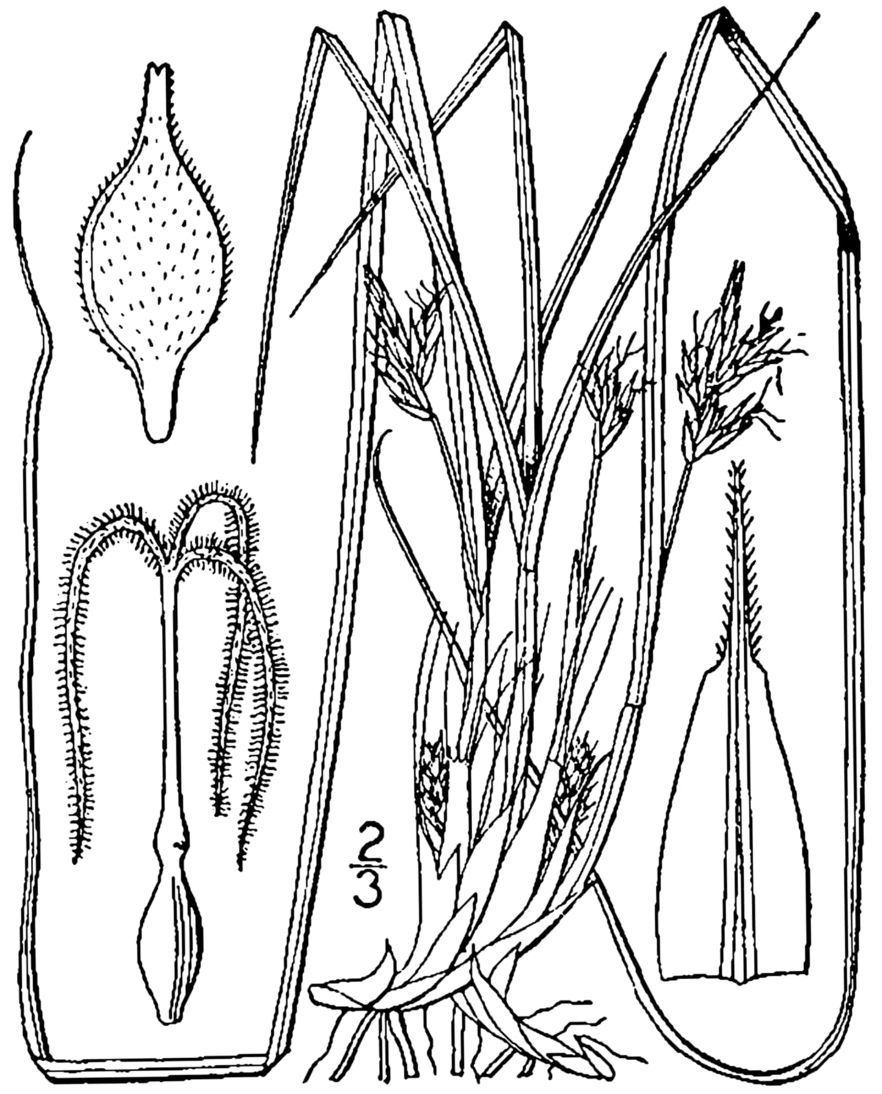 Black edge sedge (Carex nigromarginata)