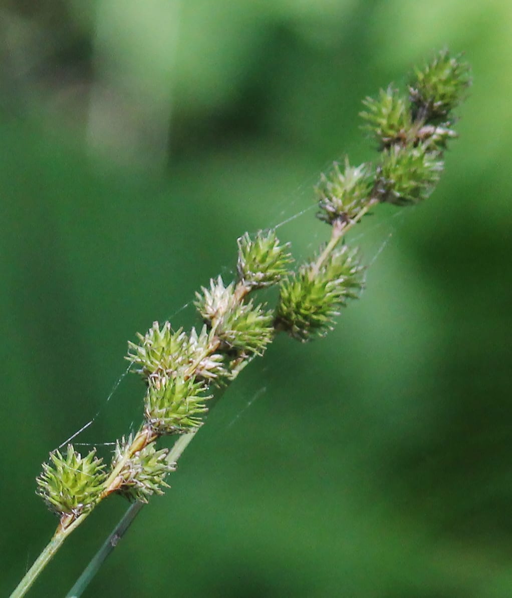 Greater straw sedge (Carex normalis)
