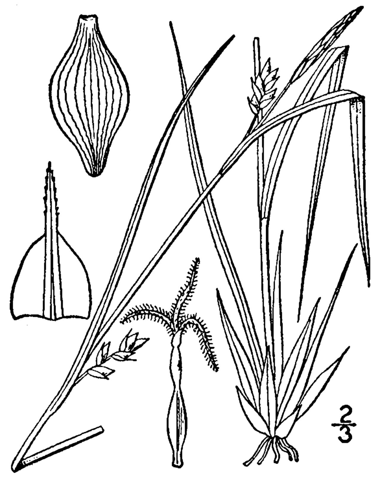 Richwoods sedge (Carex oligocarpa)