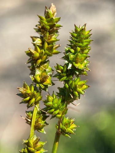Storm sedge (Carex onusta)