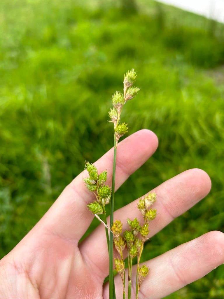 Bicknell's sedge (Carex opaca)