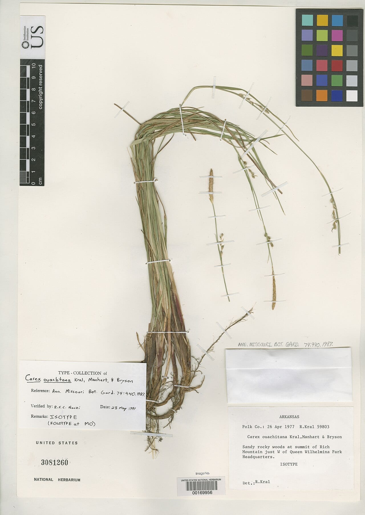 Ouachita mountain sedge (Carex ouachitana)