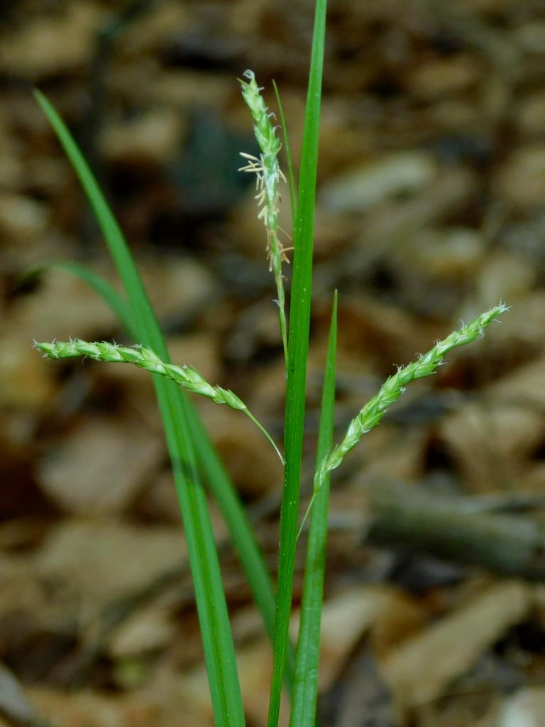 Sharp-scale sedge (Carex oxylepis var. pubescens)