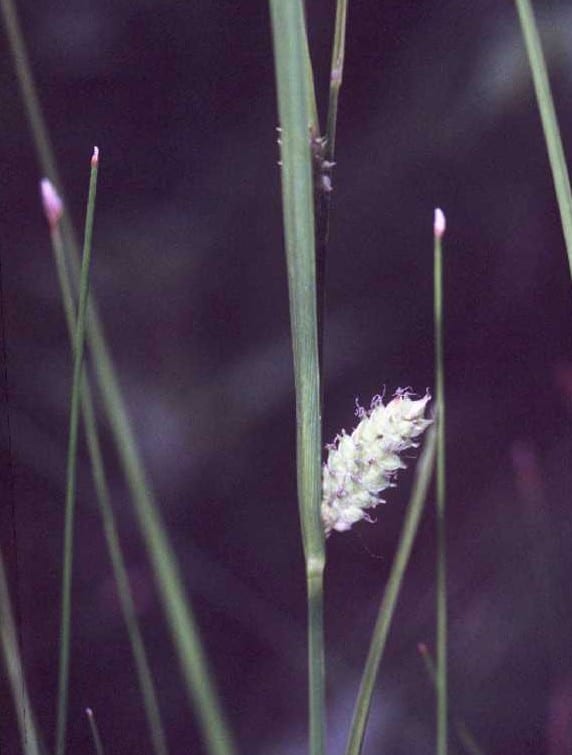 Woolly sedge (Carex pellita)