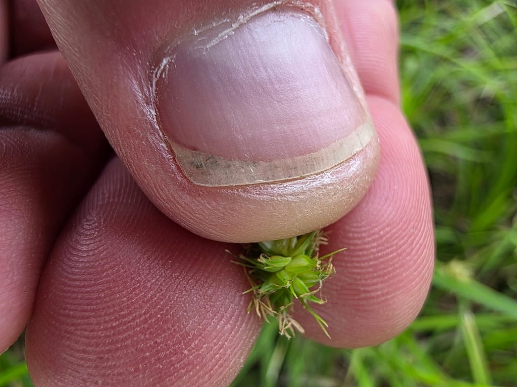Sand sedge (Carex perdentata)