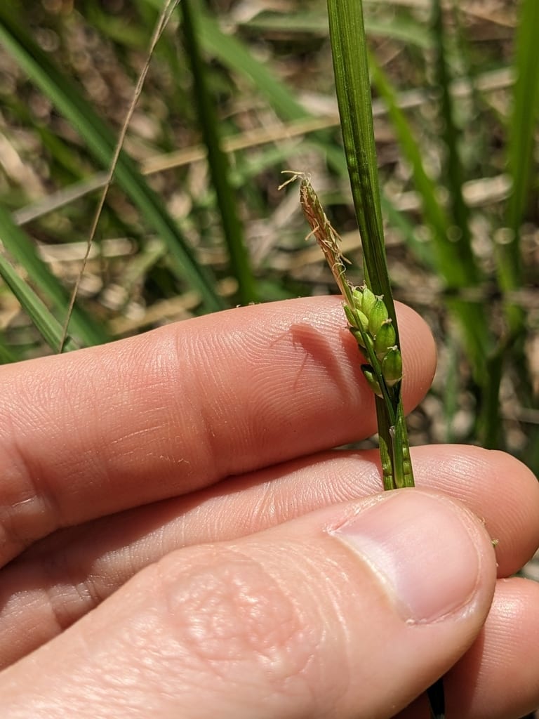 Flat-spiked sedge (Carex planispicata)