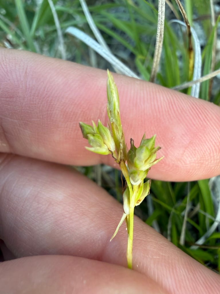 Cedar sedge (Carex planostachys)