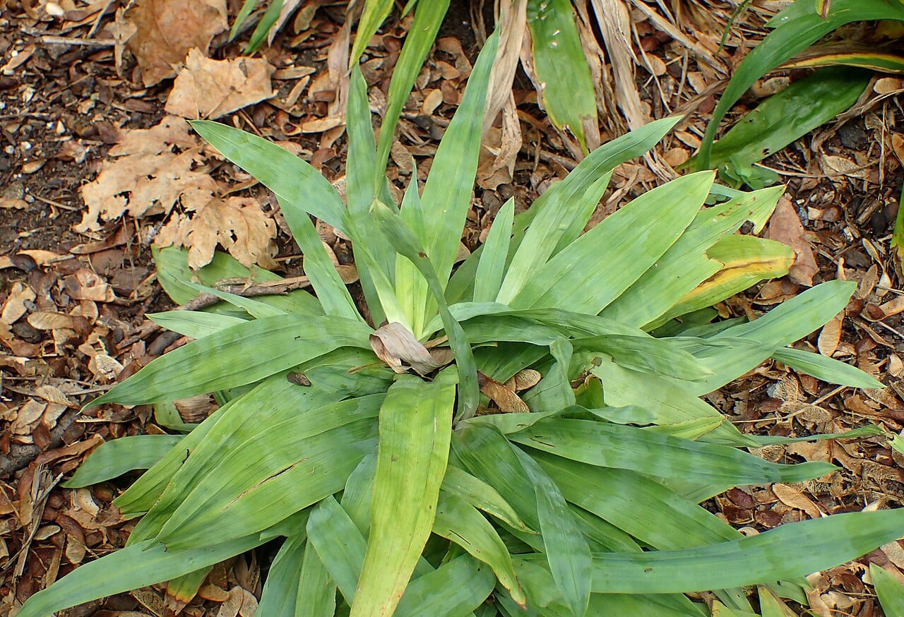 Broadleaf sedge (Carex platyphylla)
