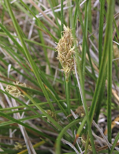 Blackcreeper sedge (Carex praegracilis)