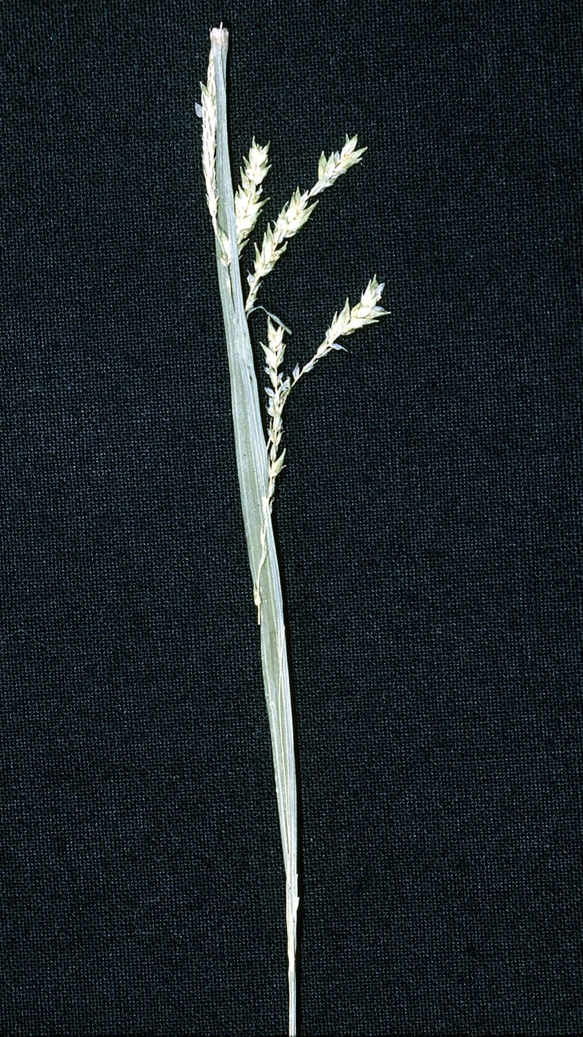 Drooping sedge (Carex prasina)