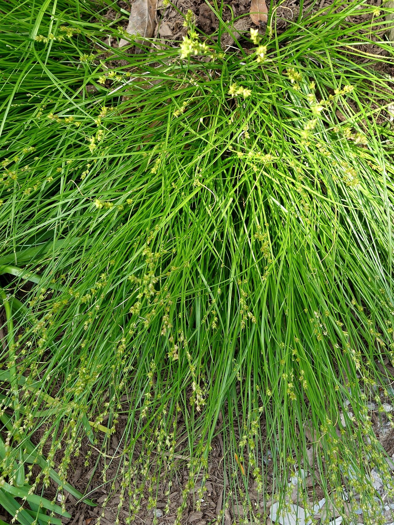 Eastern star sedge (Carex radiata)