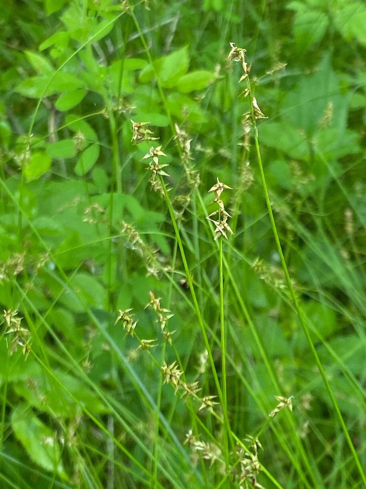 Reflexed sedge (Carex retroflexa)