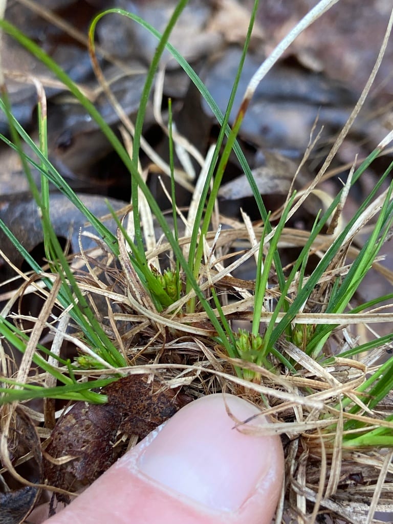 Reznicek's sedge (Carex reznicekii)