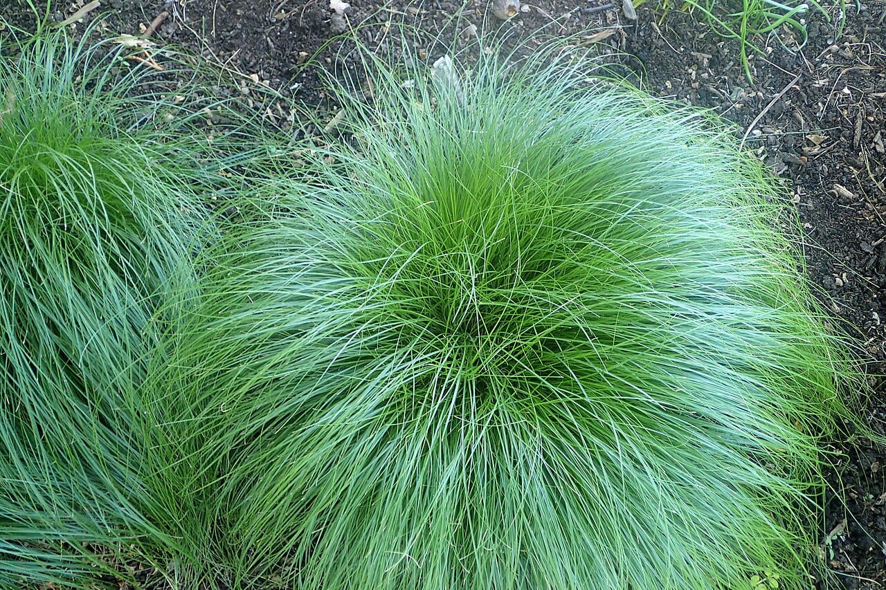 Rosy sedge (Carex rosea)