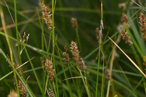 Sartwell sedge (Carex sartwellii)
