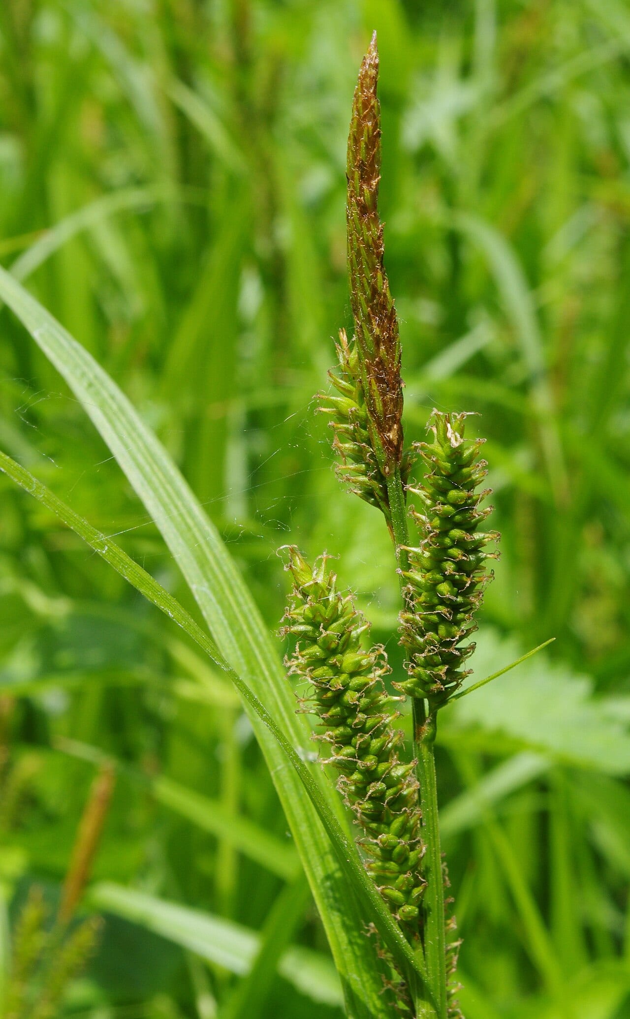Eastern rough sedge (Carex scabrata)