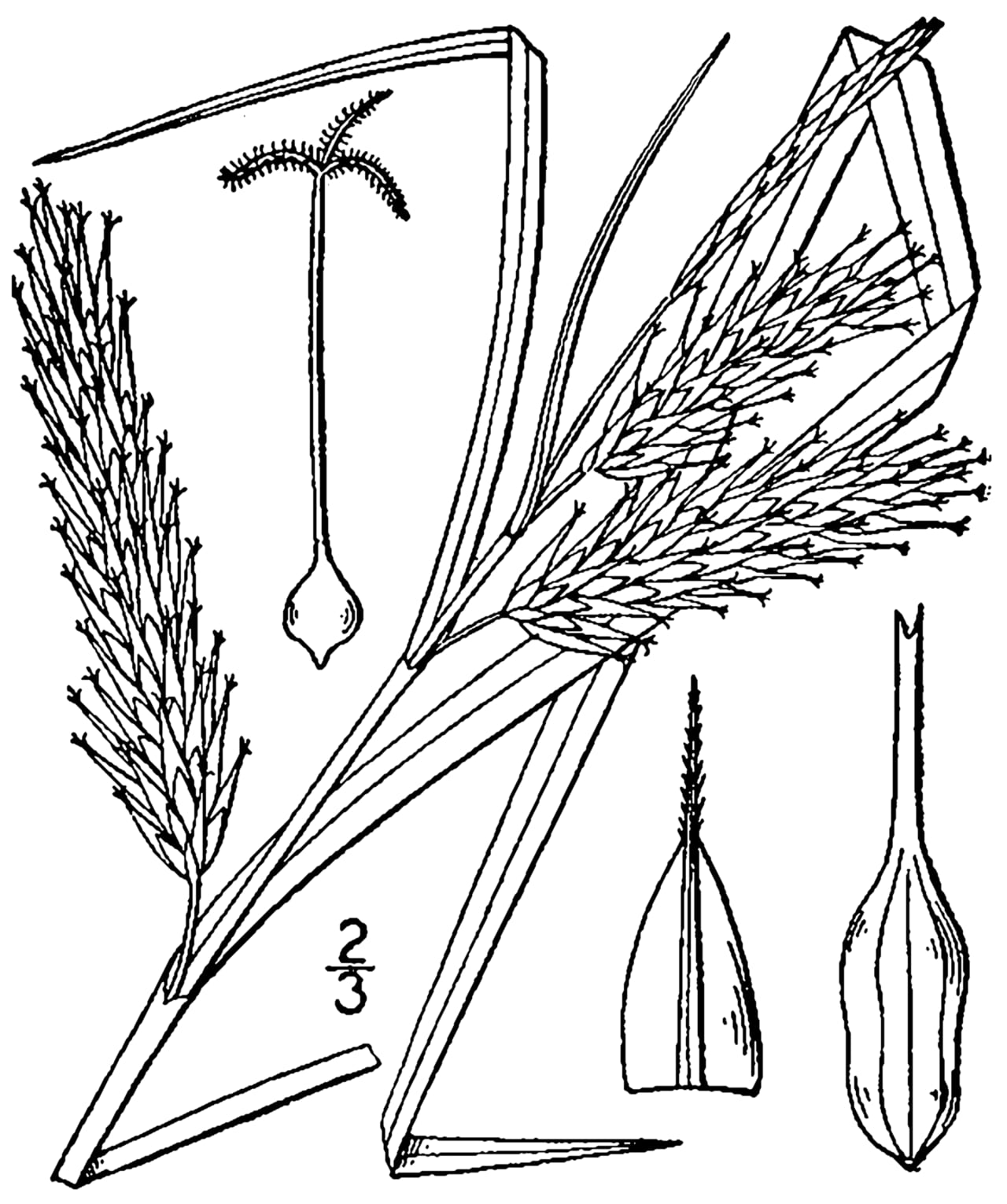 Schweinitz's sedge (Carex schweinitzii)