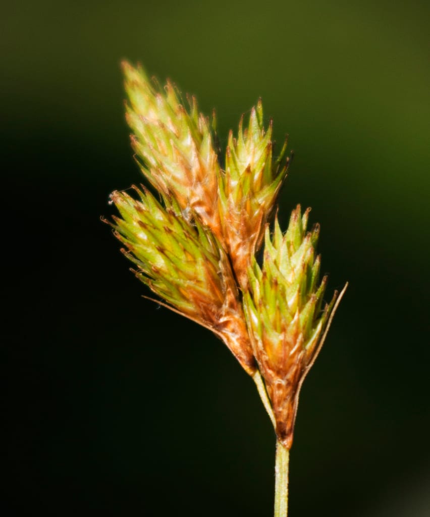 Broom sedge (Carex scoparia var. scoparia)