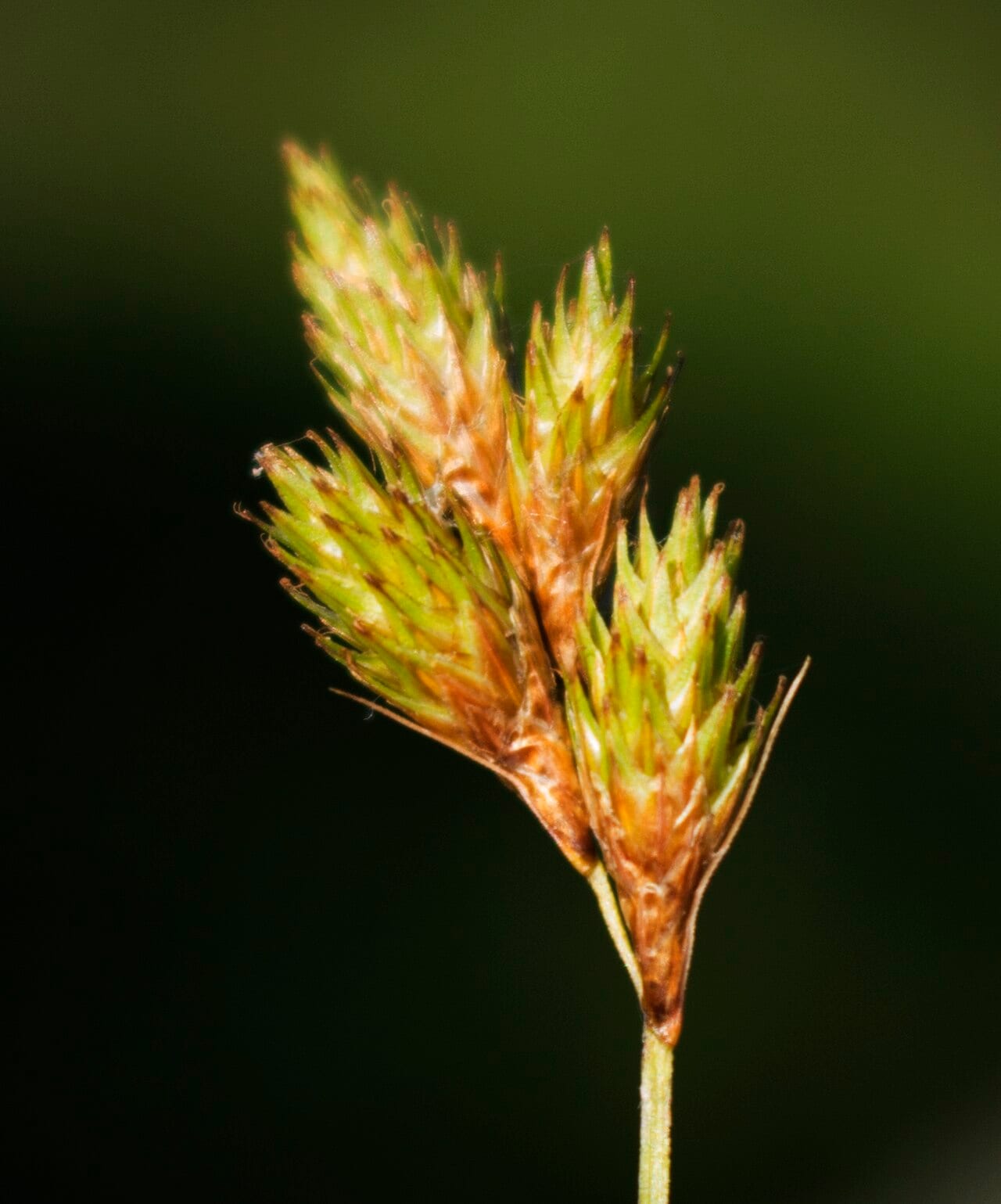 Broom sedge (Carex scoparia)