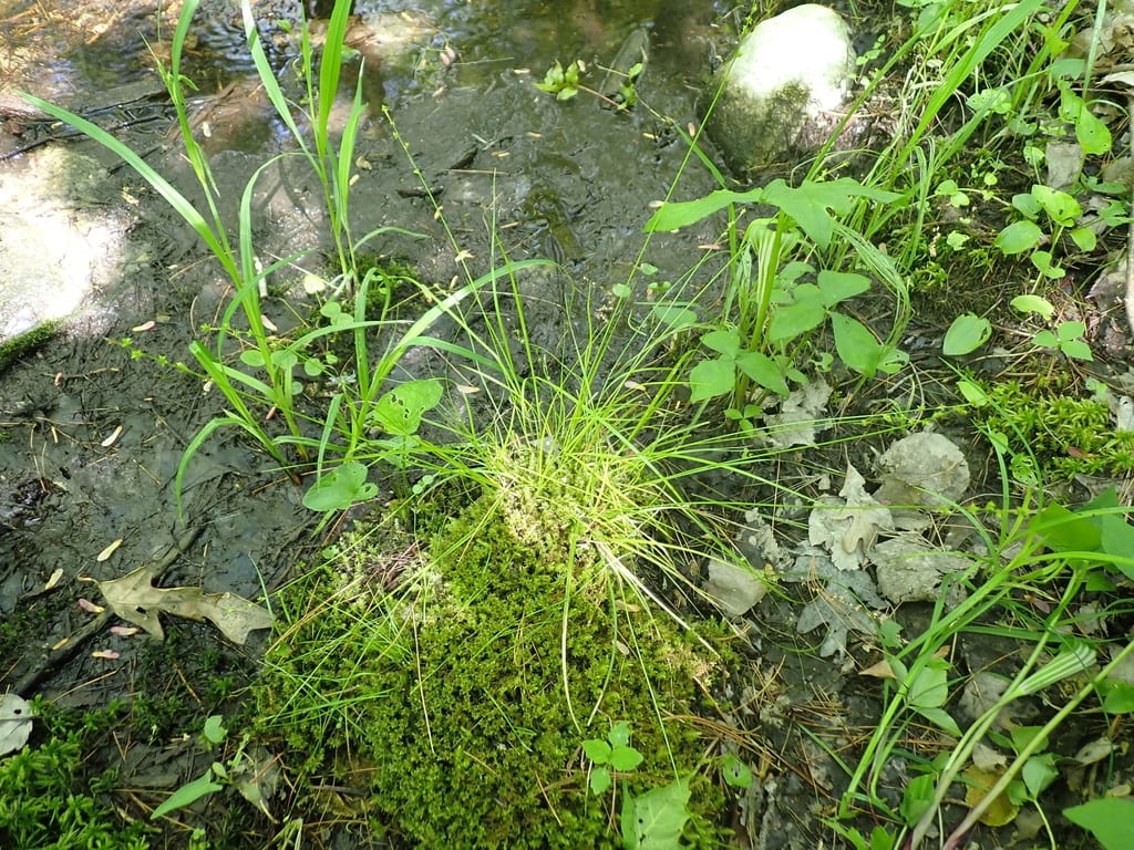 Weak stellate sedge (Carex seorsa)