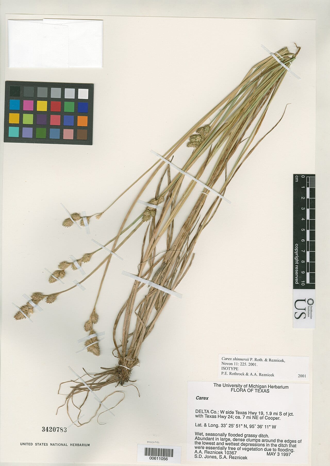 Shinner's sedge (Carex shinnersii)