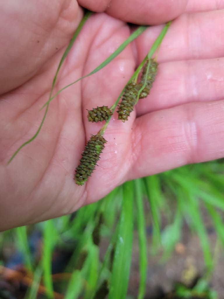 Short's sedge (Carex shortiana)