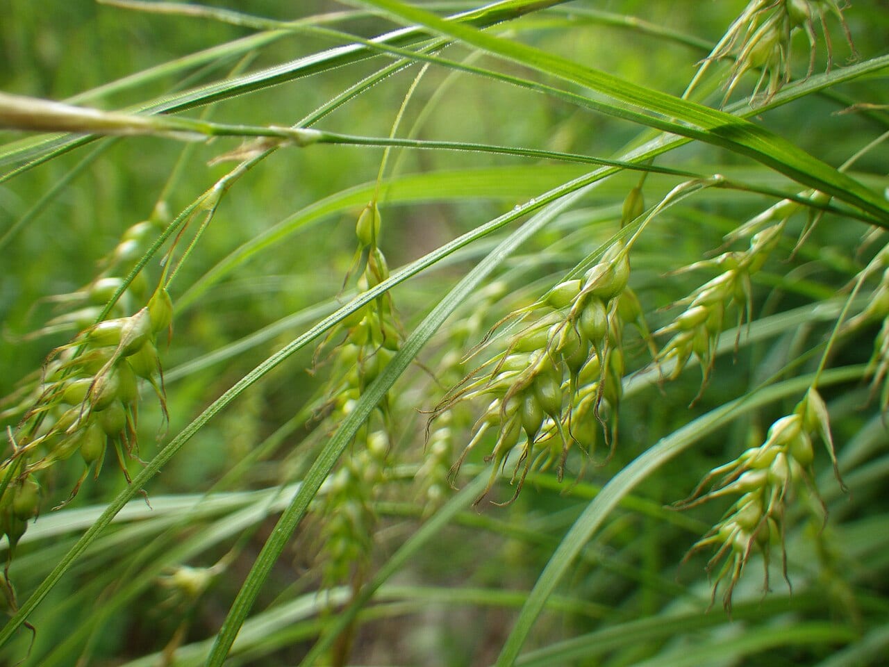 Sprengel's sedge (Carex sprengelii)