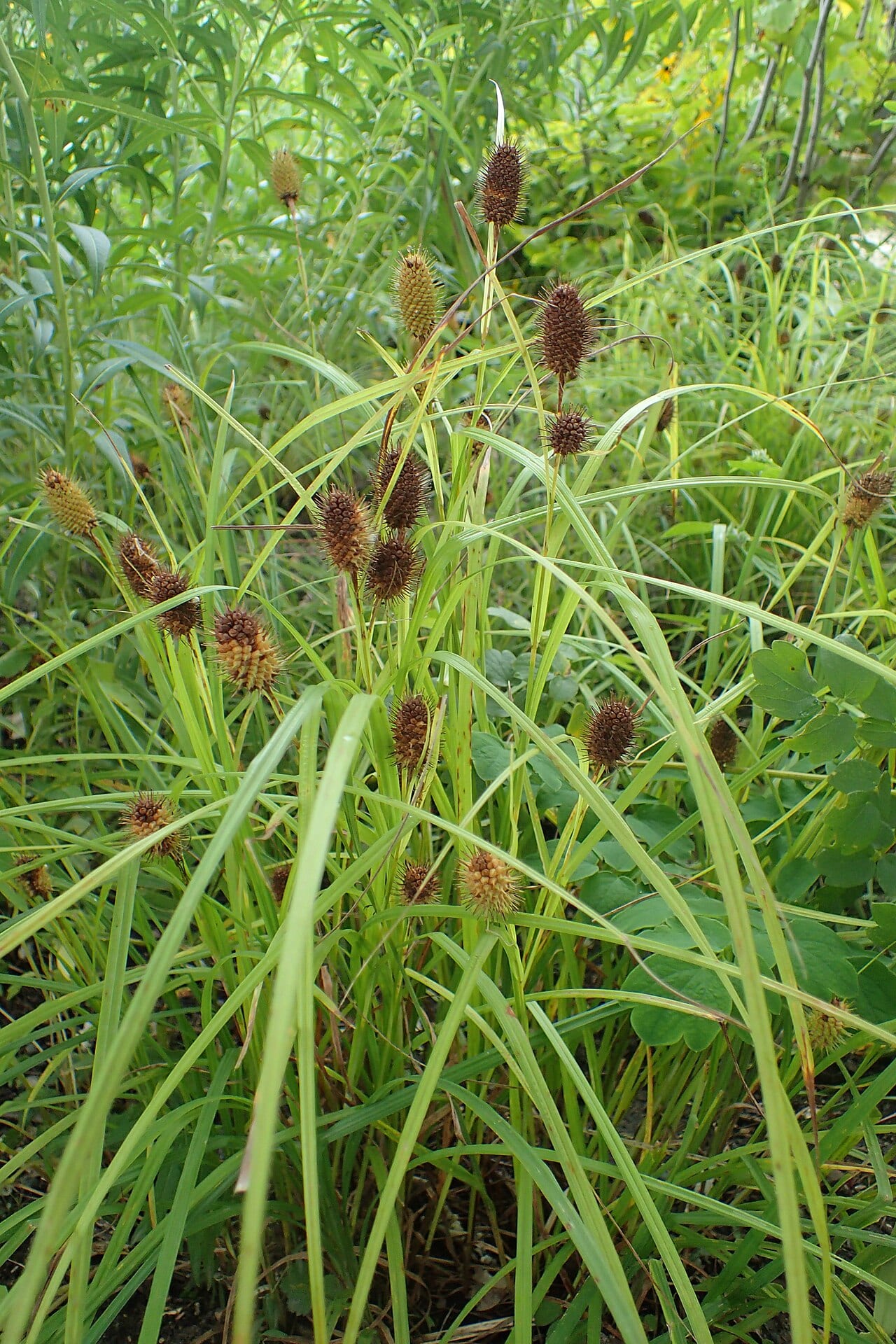 Squarrose sedge (Carex squarrosa)