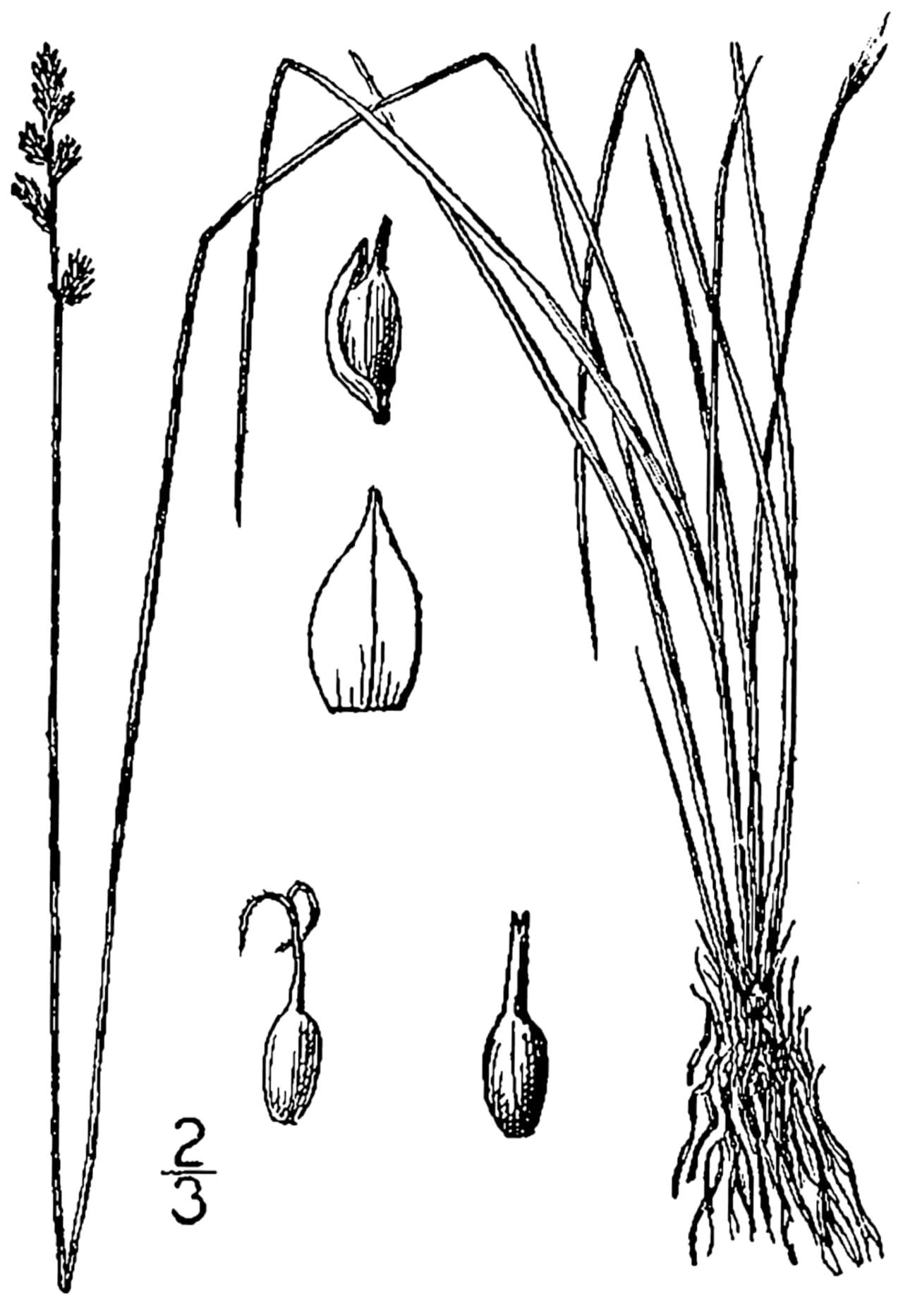 Dioecious sedge (Carex sterilis)