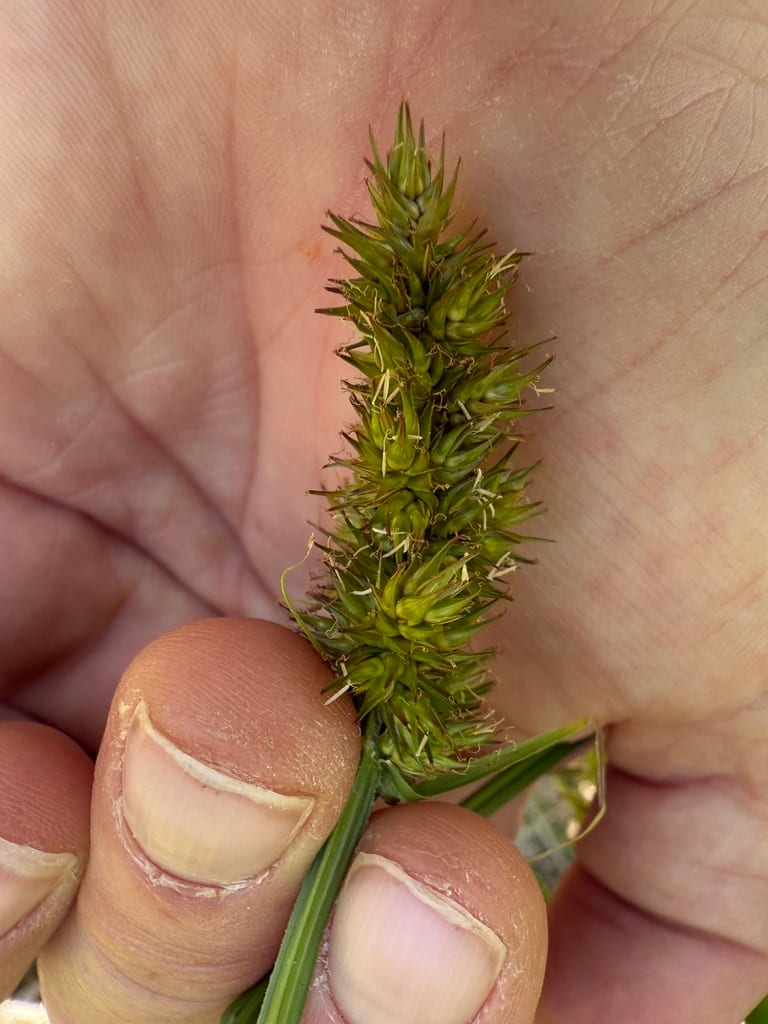 Awlfruit sedge (Carex stipata var. stipata)