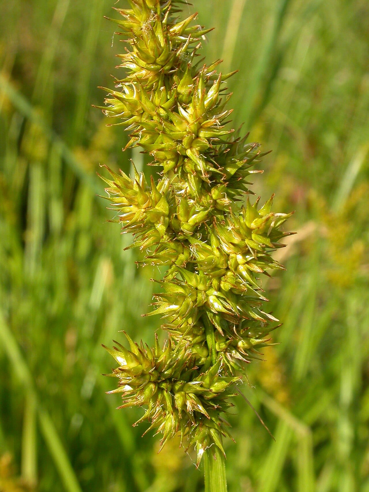 Awlfruit sedge (Carex stipata)