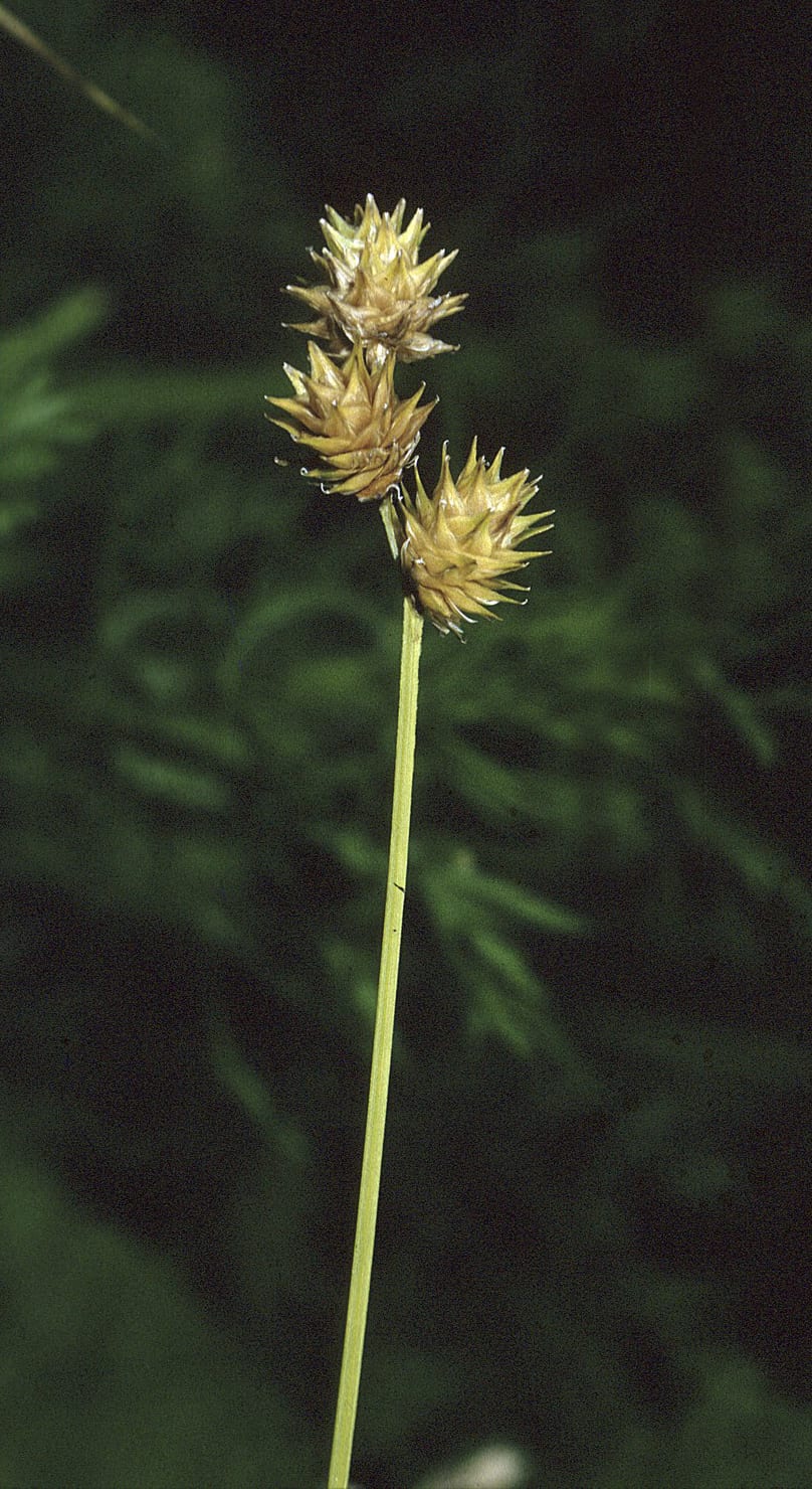 Eastern straw sedge (Carex straminea)