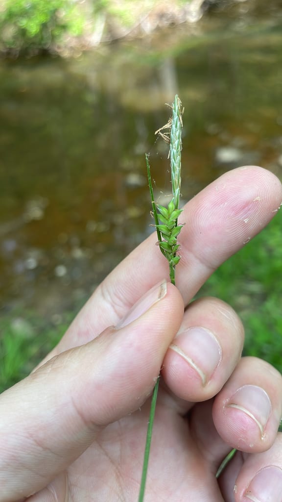 Lined sedge (Carex striatula)