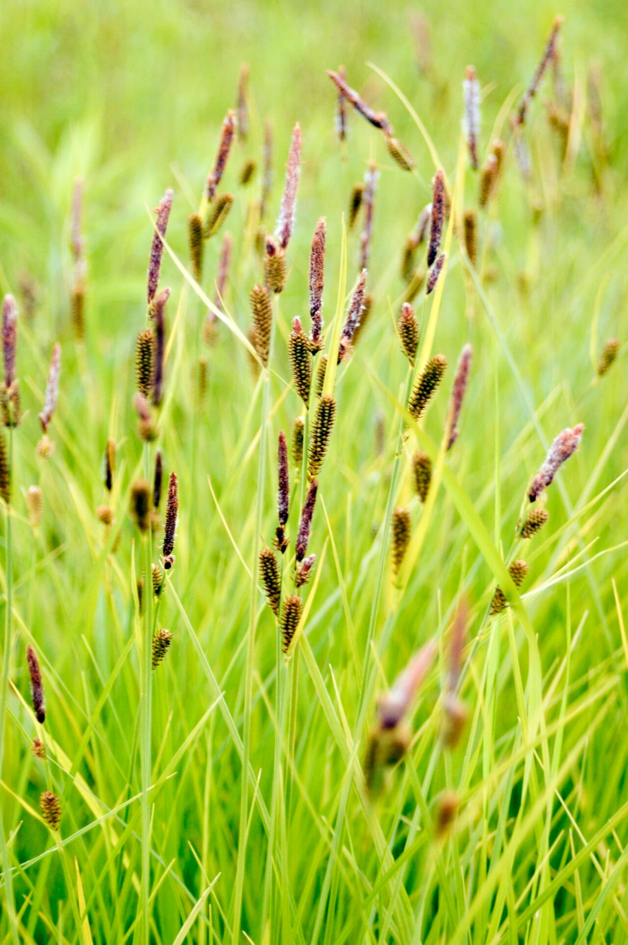 Upright sedge (Carex stricta)