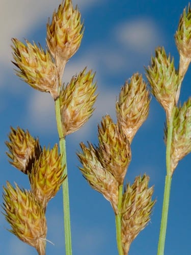 Prairie straw sedge (Carex suberecta)