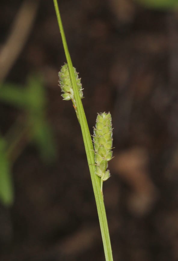 Swan's sedge (Carex swanii)