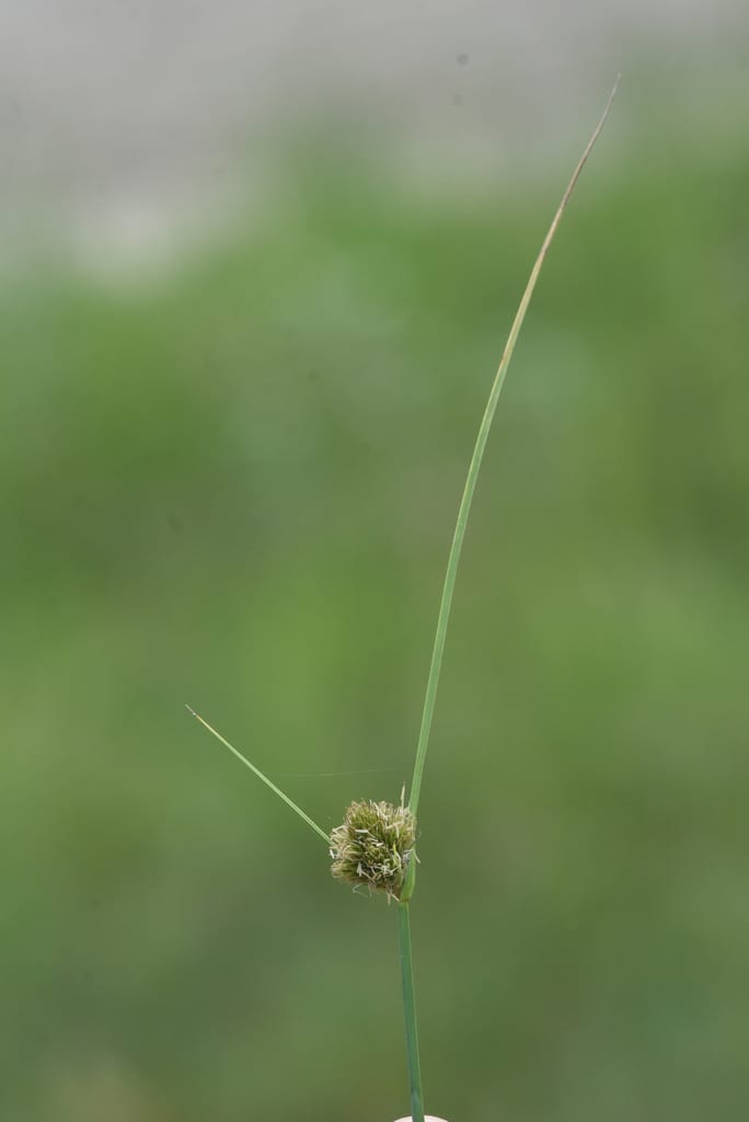 Many-head sedge (Carex sychnocephala)