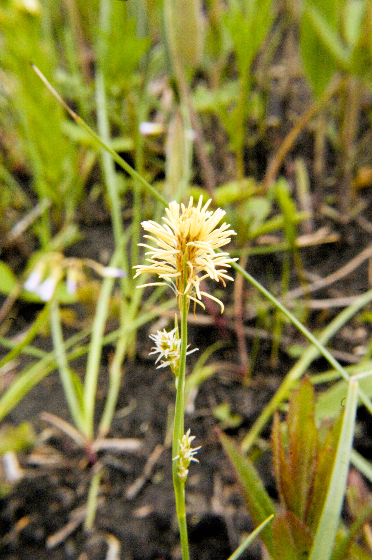 Rigid sedge (Carex tetanica)