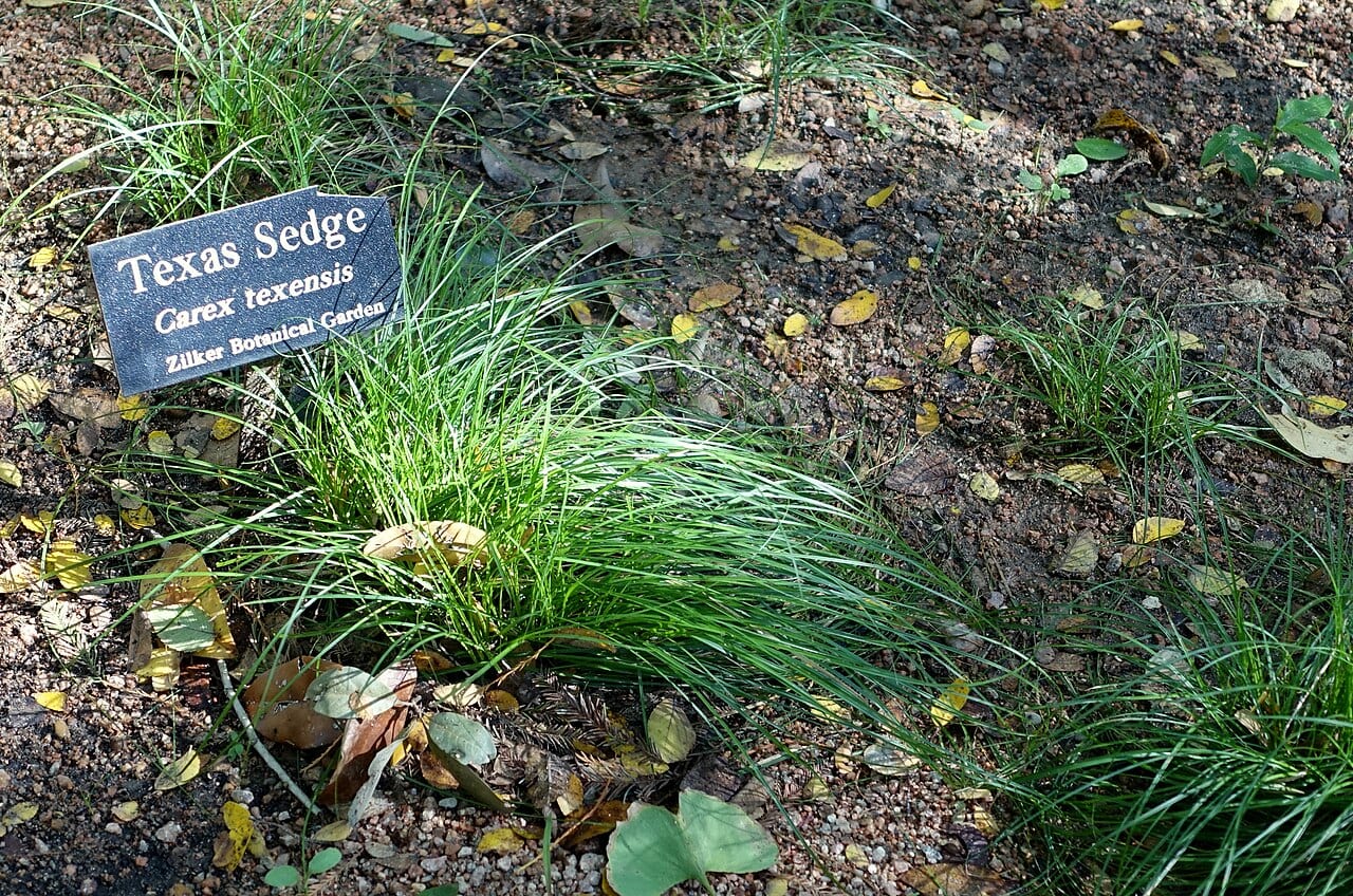 Texas sedge (Carex texensis)