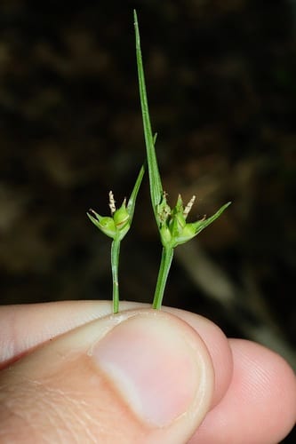 Timid sedge (Carex timida)