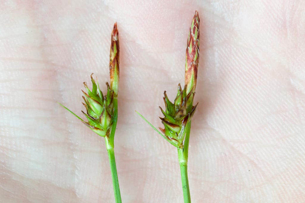 Shaved sedge (Carex tonsa var. tonsa)