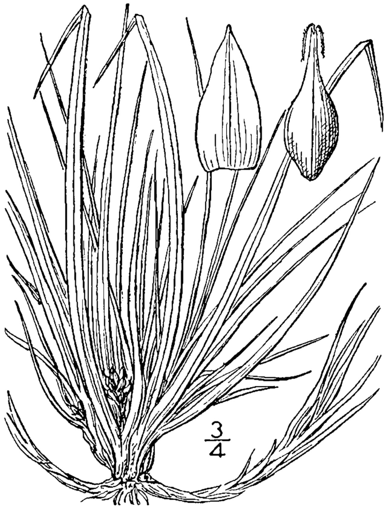 Shaved sedge (Carex tonsa)