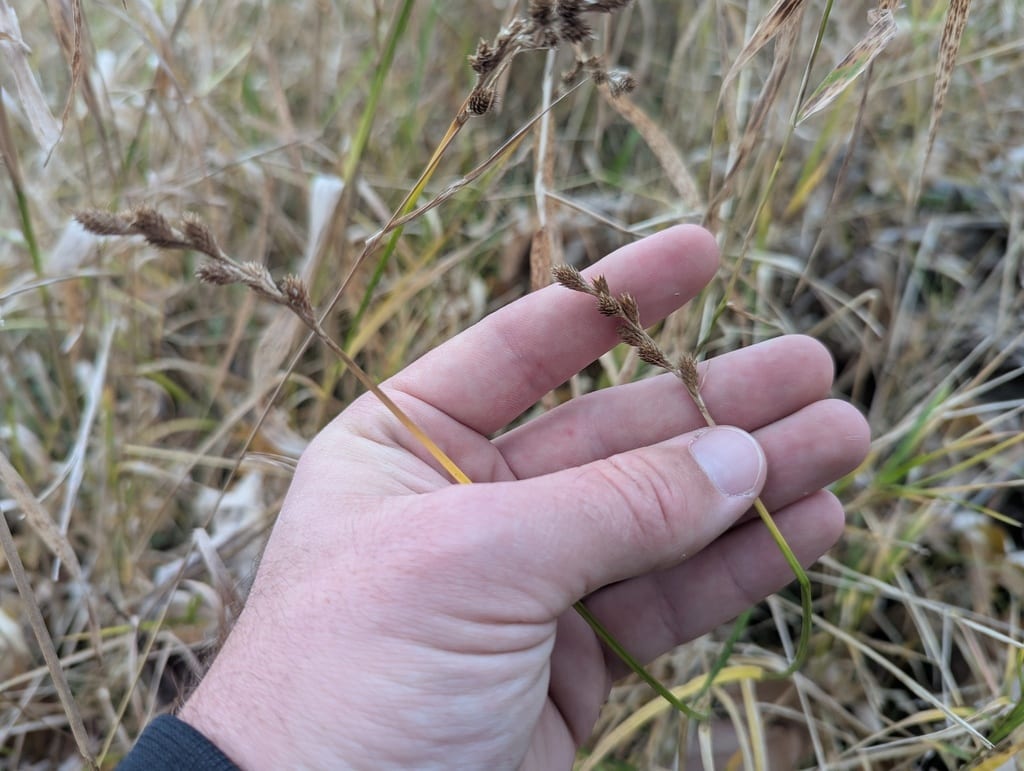 Blunt broom sedge (Carex tribuloides var. tribuloides)