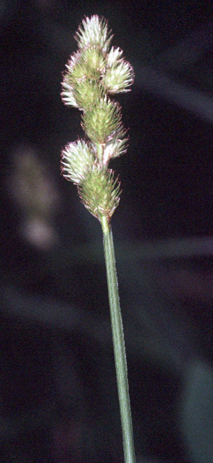 Blunt broom sedge (Carex tribuloides)