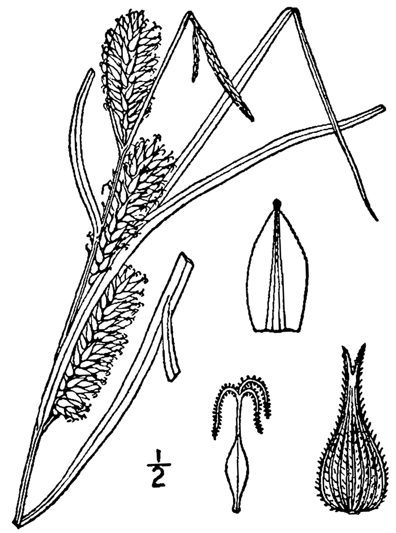 Hairyfruit sedge (Carex trichocarpa)