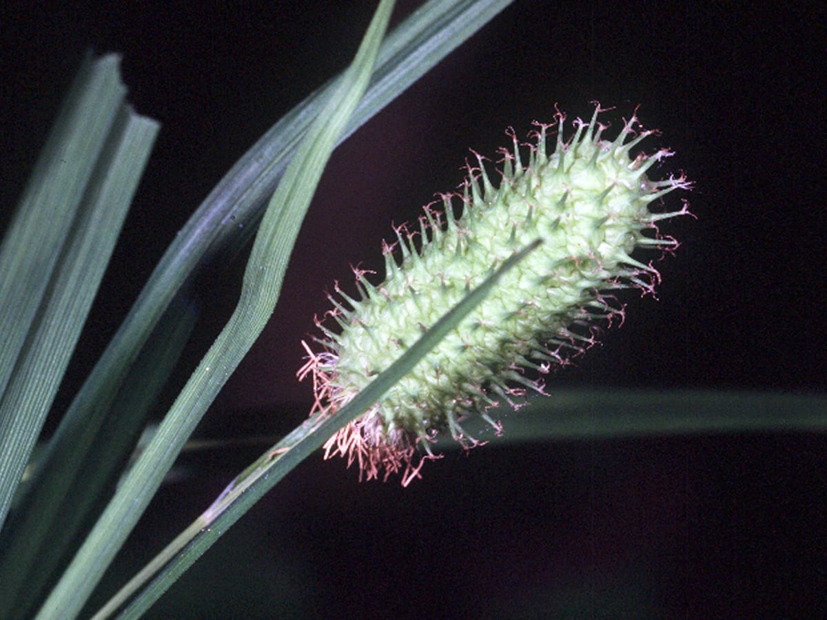 Cattail sedge (Carex typhina)