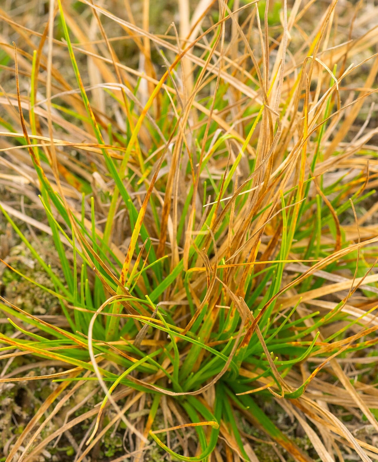 Parasol sedge (Carex umbellata)